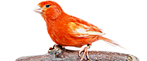 MD Exotic Birds